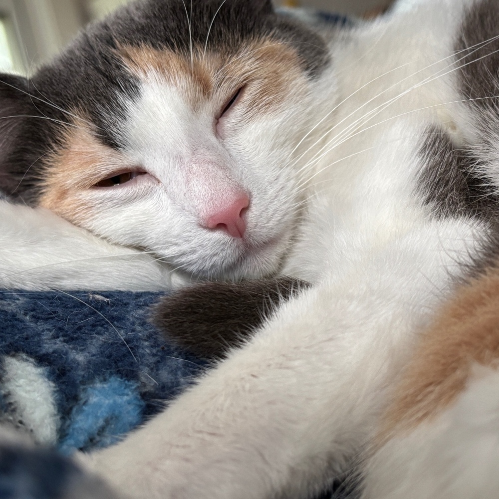 Meet your Posher, Layla